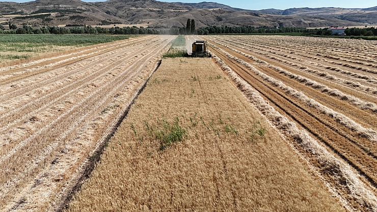 Sivas'ta buğday hasadı