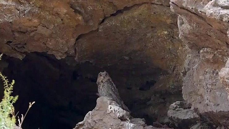 Sivas'ta dev baykuş 'Puhu' görüntülendi!