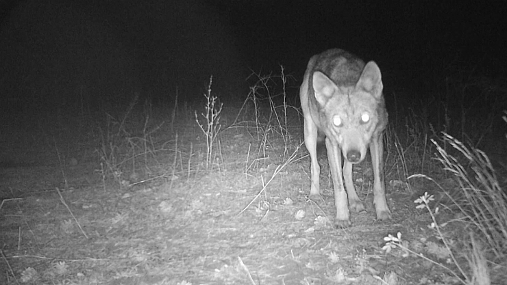 Sivas'taki vahşi yaşam görüntülendi
