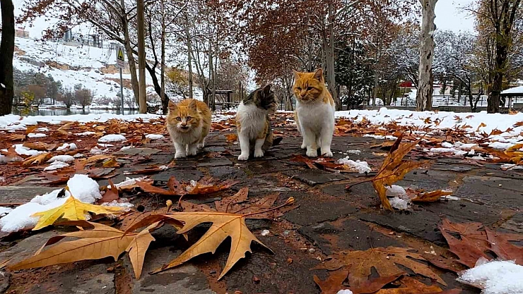 Malatya'da Sokak Hayvanlarına Yardım Eli: Kışın Onlar İçin Ne Yapılabilir?