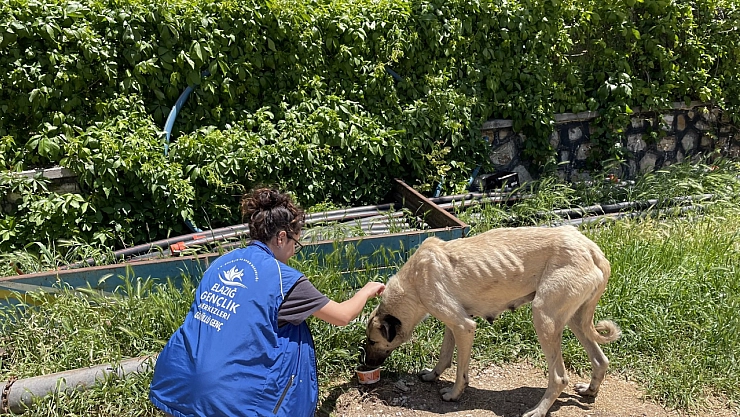 Sokak hayvanlarına mama desteği