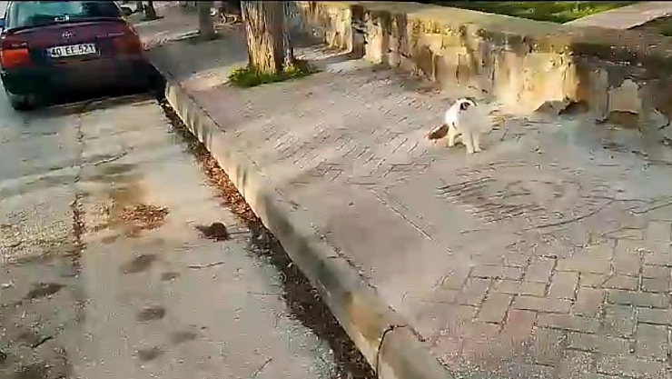 Sokak kedisi  fareyi izledi