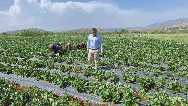 Çiftçilerin yüzü güldü