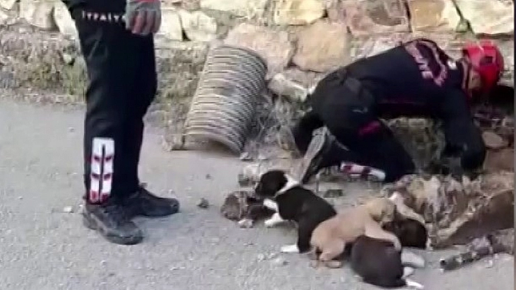 Su borusundan 7 yavru köpek çıktı