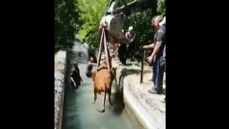 İneği itfaiye kurtardı