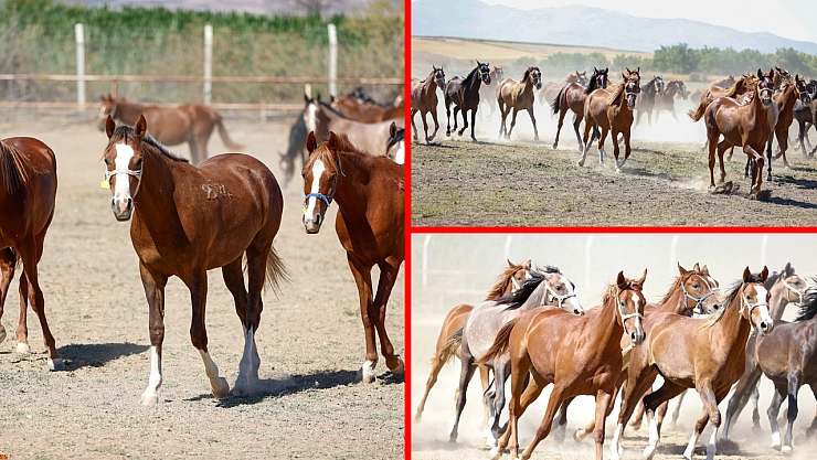 Sultansuyu Harası rekor kırıyor: 470 tay 210 milyon gelir