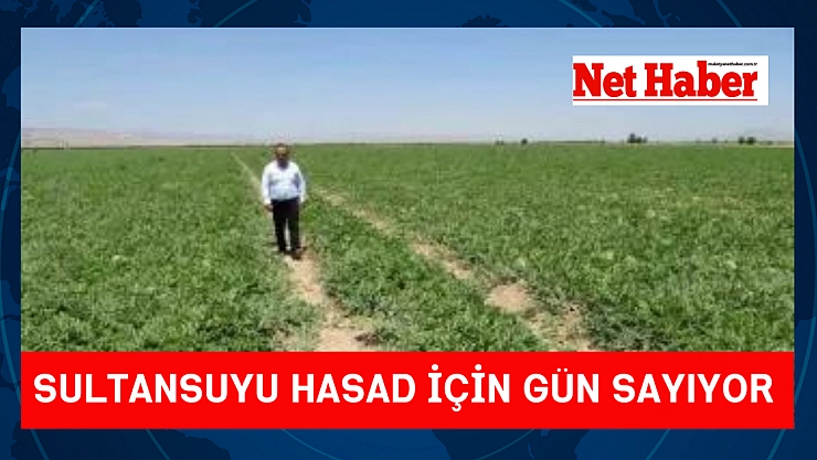 Sultansuyu hasat için gün sayıyor