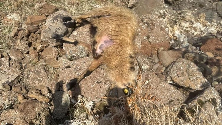 Sürüden ayrılan koyunları kurt kaptı