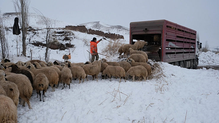 Sürüler yaylalardan dönüyor