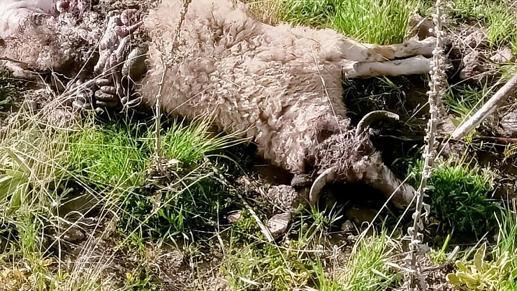 Sürüye saldıran kurtlar kuzuları telef etti