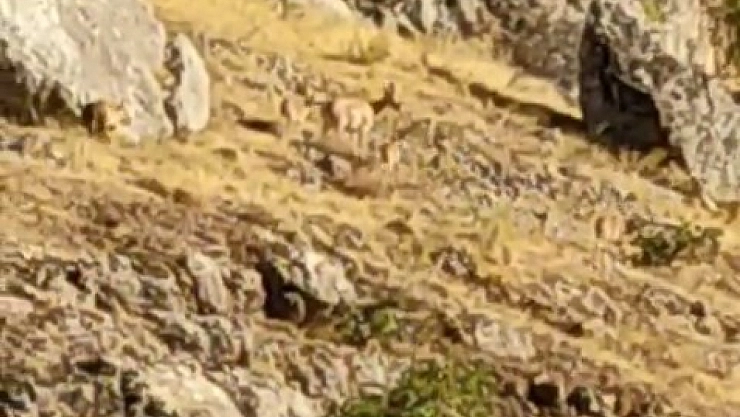 Tarihi Harput Mahallesi'nde dağ keçileri görüldü