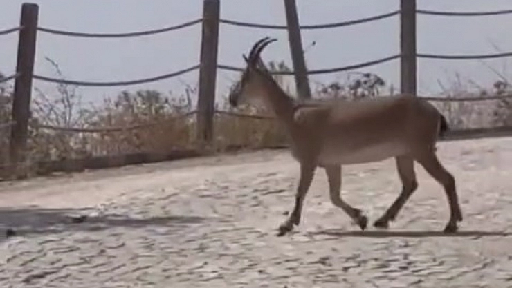Tarihi mahallede dağ keçileri görüldü