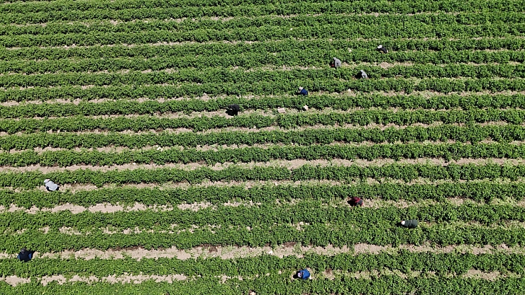 Tarım işçileri kavurucu sıcakta 800 TL yevmiyeyle zorlu mesaiyi sürdürüyor