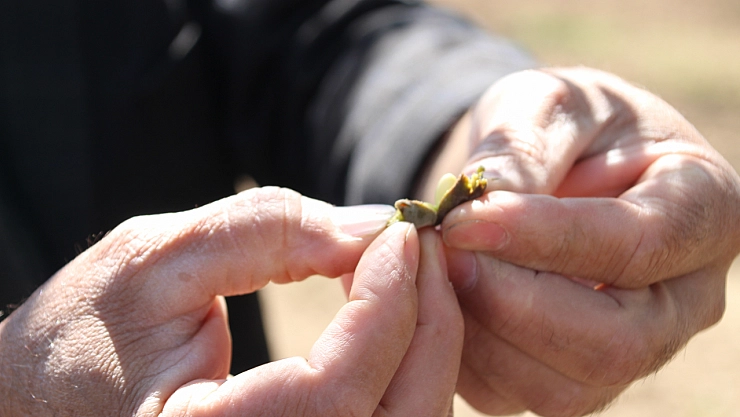 Tarım Sigortası Nedir? Hasar tazminatı ne zaman ve nasıl ödenir? İşte Çiftçilerin Bilmesi Gerekenler…