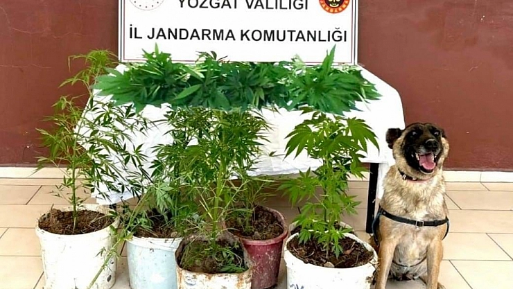 27 kök kenevir ele geçirildi