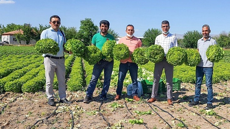 Tarladan tüketiciye