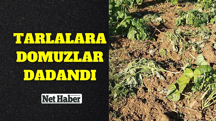 Tarlalara domuzlar dadandı