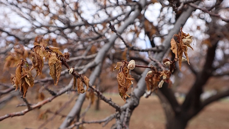 TARSİM heyeti Malatya'da zirai don zararını inceledi