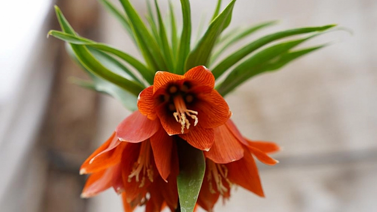 'Ters Laleler' açtı: Koparana 244 bin lira ceza