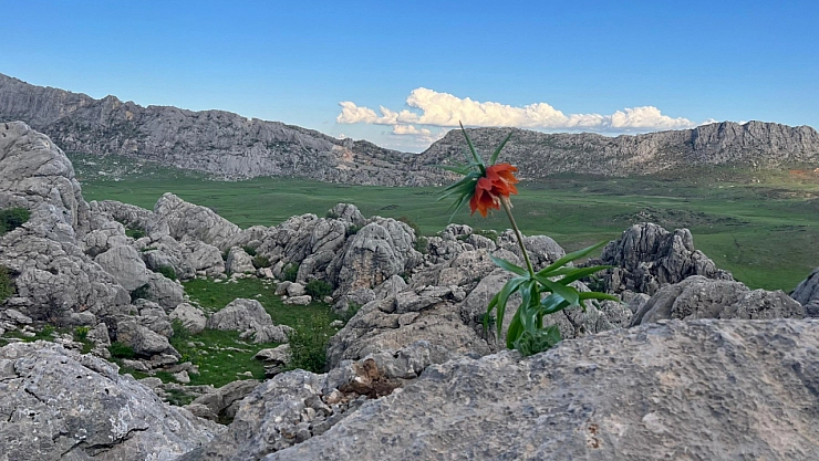 Ters laleleri görmek için 850 kilometre yol geldi