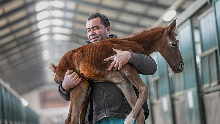 TİGEM, 435 Şampiyon Tay Bekliyor!