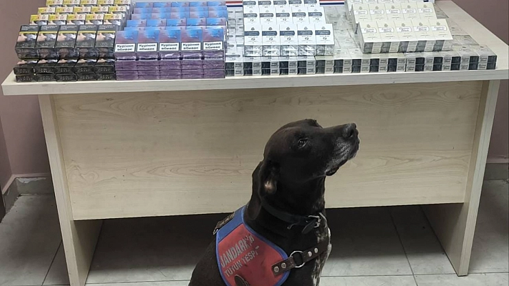 Tırdan 560 paket kaçak sigara ele geçirildi: 1 gözaltı