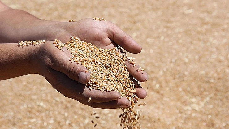 TMO duyurdu: Üreticilere ödemeler başladı!