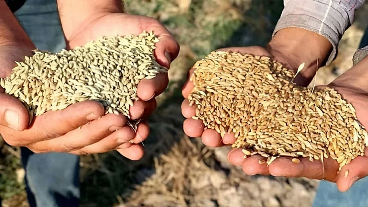 TMO Malatya'da arpa ve buğday alımlarını açtı: Fiyat listesi yayımlandı...