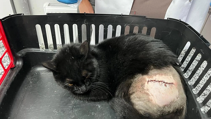 Tüfekle Vurulan Kedi Tedavi Altına Alındı
