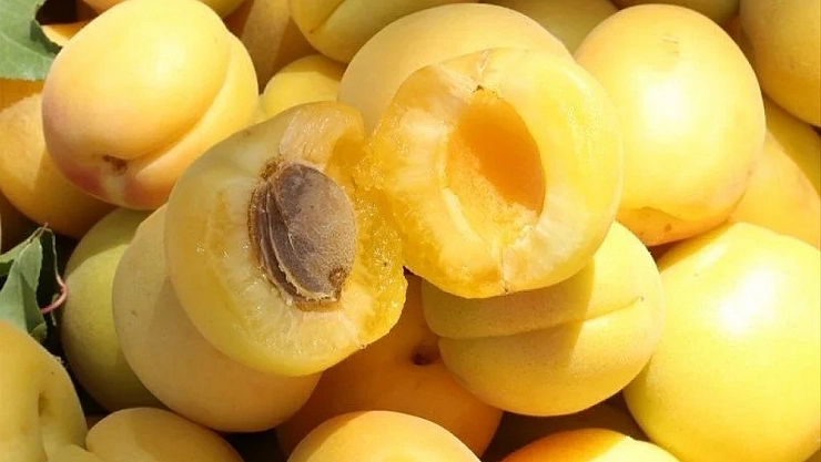 Fındık ve İncirden Sonra Kayısı Zirvede...