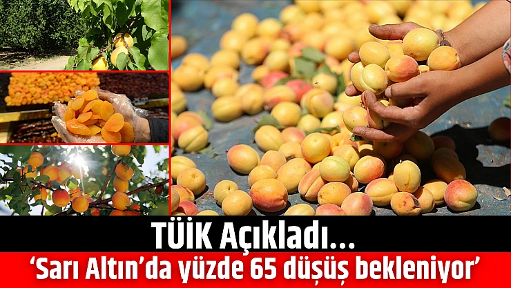TÜİK Açıkladı… 'Sarı Altın'da yüzde 65 düşüş bekleniyor'
