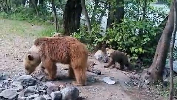 Tunceli'de kampçıların davetsiz misafiri: Anne ayı ve 2 yavrusu