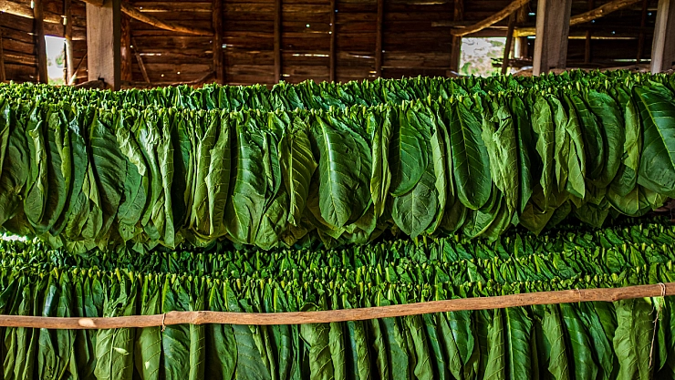 Tütün sektörü 2025 yılında 80 bin ton üretim hedefi koydu