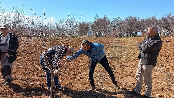 Üreticilere uygulamalı budama eğitimi