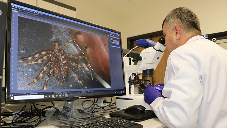 Uzmanından kene uyarısı: Keneler elle koparılmamalı