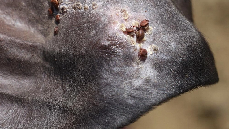 Uzmanlardan kış öncesi kene uyarısı!