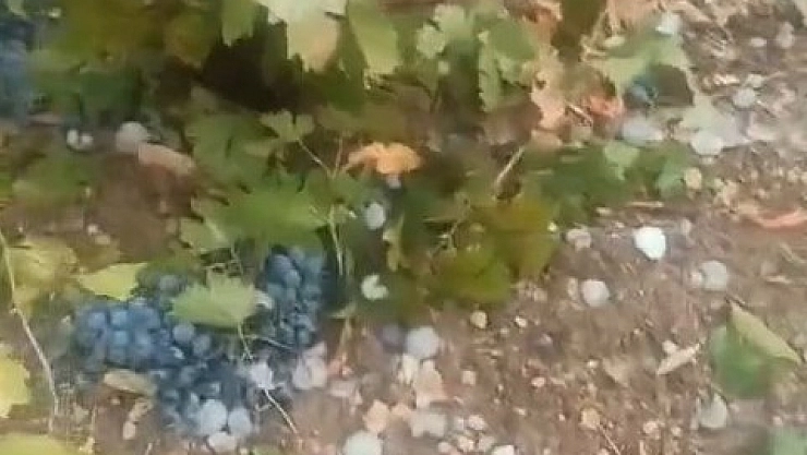 Üzüm bağlarını dolu vurdu