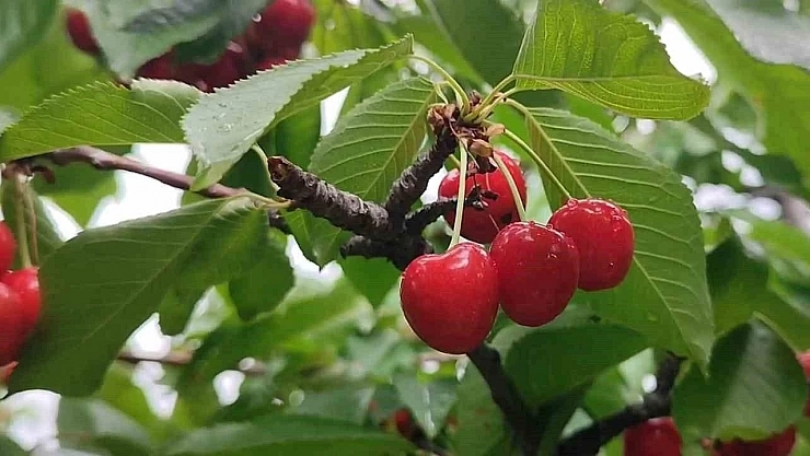 Vali acı gerçeği açıkladı... Zirai don felaketinde Kastamonu'da kiraz,  Malatya'da kayısı kalmadı...
