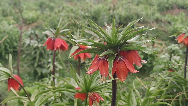Van'da açan ters laleler ile kardelenler doğayı süsledi