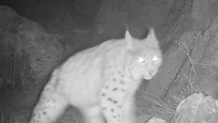 Vaşak görüntülendi