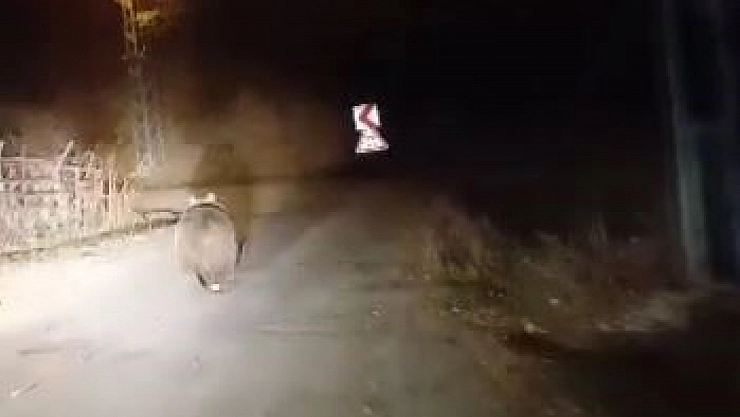 Vatandaşın 'Ayı' ile sohbeti gündem oldu