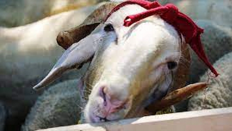 Vekaletle kurban kesim bedeli