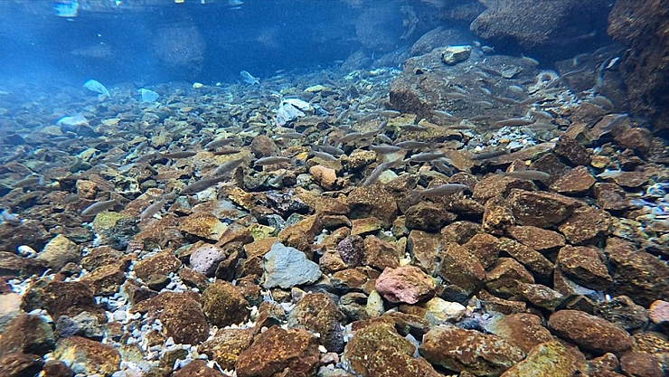 Volkanik dağın eteklerindeki 'doğal akvaryum' incelemeye alındı