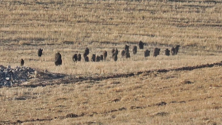 Yaban domuzları mahallelere indi