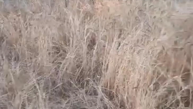 Yaban domuzları tarlaları talan etti!