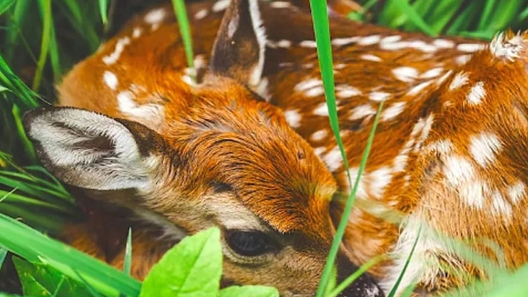 'Yaban hayatına dokunma'