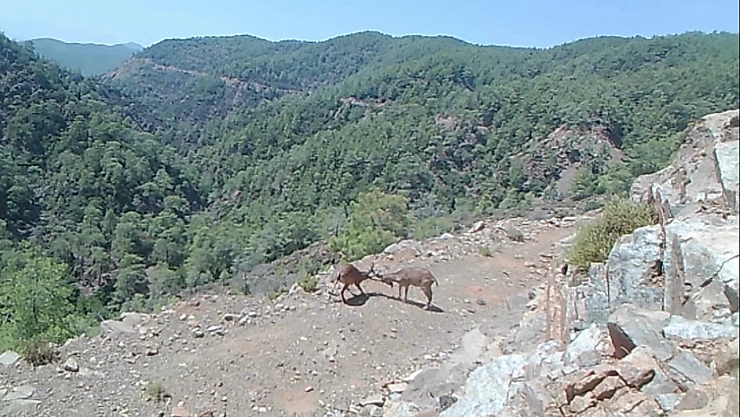 Yaban hayvanları fotokapana yakalandı!