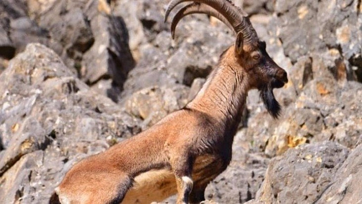 Yaban keçi avına ceza