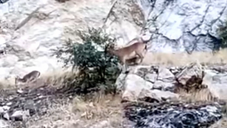 Yaban keçileri ilgi topladı