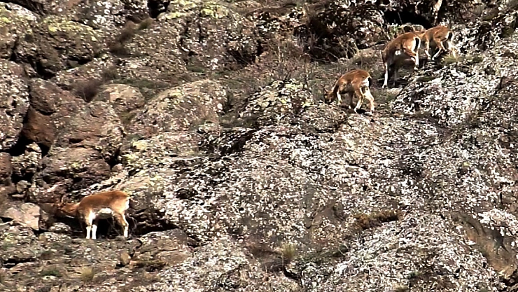 Yaban keçileri rüzgâra meydan okudu